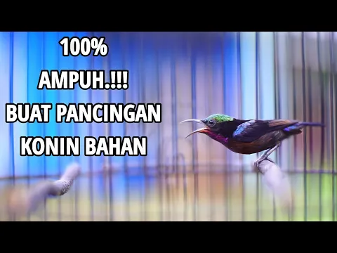 Download MP3 PANCINGAN TERCEPAT AMPUH BIKIN KONIN BAHAN IJOAN \u0026 OMBYOKAN IKUT BUNYI | KOLIBRI NINJA