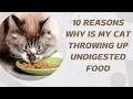 10 Reasons Why Is My Cat Throwing Up Undigested Food