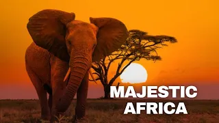 African Safari Enduring Hope Daniel Deuschle Scenic Wildlife Film 