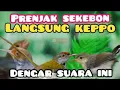 Download Lagu Suara Pikat  Prenjak Ribut Paling Ampuh