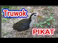 Download Lagu Suara pikat ruak ruak Ampuh | waterhen sound | night bird sound | voice chim quock 83