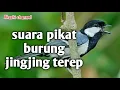 Download Lagu Suara pikat burung jingjing terep