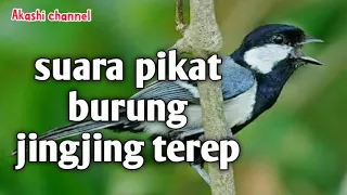 suara pikat burung jingjing terep