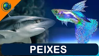 VERTEBRADOS - PEIXES