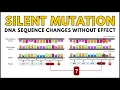 Silent Mutation Explained DNA Sequence Changes Without Effect Example Included