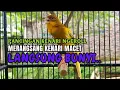Download Lagu PANCINGAN KENARI GACOR  Cuit CUIT NGEROLL COCOK UNTUK PANCINGAN \u0026 MASTERAN Kenari PAUD AGAR BUNYI