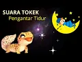 Lagu Suara Tokek Pengantar Tidur Nyenyak
