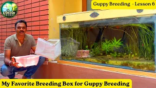 My Favorite Breeding Box for Guppy Breeding