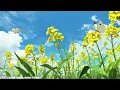 Garden Flowers - dontcry x Nokiaa