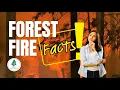 Forest Facts Why Protecting Forests might actually be BURNING them down