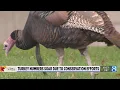 Michigan turkey numbers soar due to conservation efforts