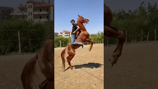  خيل  خيل عربيه اصيله  حصان  حصان عربي اصيل فرس                              السعوديه  الجزائر دندنها