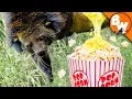This Animal s PEE Smells like Popcorn