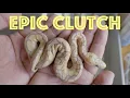 Epic Snake Clutch Pulling More Snake Eggs SNAKES FOR SALE