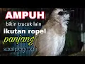 Download Lagu Trucukan gacor ropel panjang MP3 suara jernih