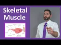 Skeletal Muscle Tissue Contraction Sarcomere Myofibril Anatomy Myology
