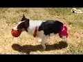 2-Legged Corgi Rescued From Puppy Mill The Dodo