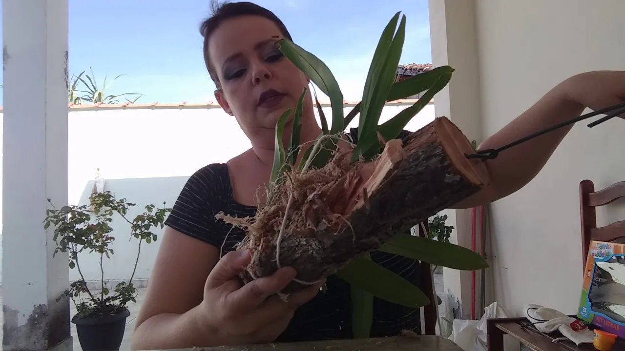 PLANTAR ORQUIDEA NO TRONCO