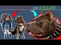 Best Friend or Killer A little girl and her Monster Dog Documentary