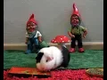 Eating Craigslist Guinea Pigs Inquire Within Prank Call Ep 1