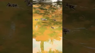 Https Www Alibaba Com X 1l9mYTL Ck Pdp 