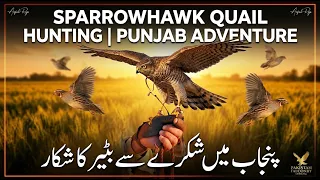 Epic Sparrowhawk Hunting! Chasing Quails in Punjab Fields / شکرے کی تیز پرواز! بٹیر کا شکار