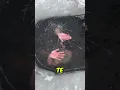 Download Lagu Hij Zit Vast Onder Het IJs 😱❄️