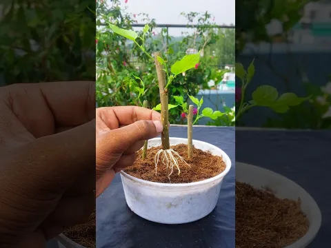 Grow Mulberry Trees FAST with This Simple Cutting Technique