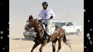 الشاعر السوداني الذي مدح دبي وشيخ محمد بن راشد الفاتح ابو السارة 