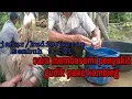 Download Lagu CARA MEMBASEMI PENYAKIT GUDIK PADA KAMBING.
