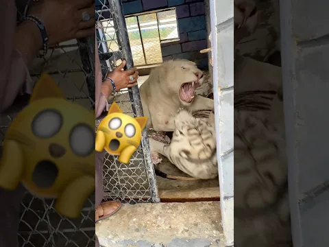 #jimcorbettwildlifeandnatureview #lion #tigerspotted #animals #funny