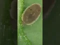 Download Lagu Different Types of Macro insects 91 🦠😍 #reels #trending #short #ytshort