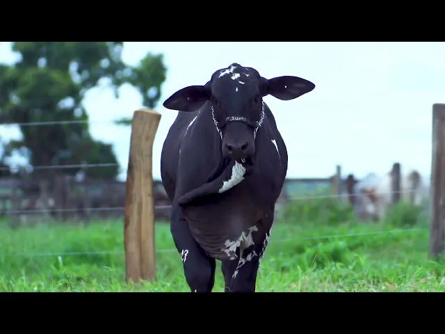 Garrote Nelore MLRC - 287