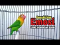 Download Lagu Lovebird NGEKEK PANJANG Bangkitkan Emosi, Memancing Lovebird DIAM Jarang Bunyi Langsung NYAUT