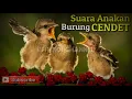 Download Lagu SUARA ANAKAN BURUNG CENDET MINTA LOLOH