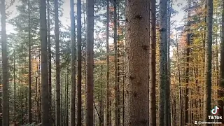  هل تخذت الغاب مثلي منزلا دون القصور   فيروز  جبران خليل جبران دندنها