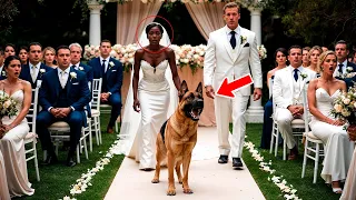 On Her Wedding Day, Her Dog Blocked Her Path to the Altar— What She Discovered Next Shocked Everyone