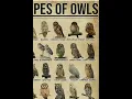 Types Of Owls Snowy