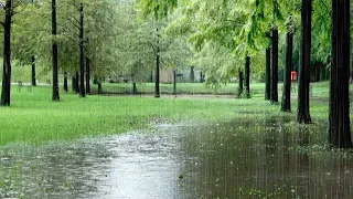 أصوات المطر في الغابة فعالة للأرق أفضل الضوضاء البيضاء للنوم تغفو بسرعة 