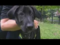 To the Rescue Love of Labs Indiana