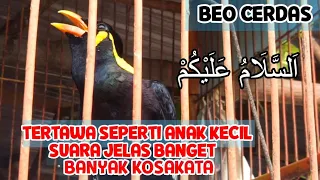 Download Burung Beo Criwis, Beo Pintar Bicara, Beo Suka Ngomong, Beo Ketawa Kyak Anak Kecil - Burung Berkicau MP3