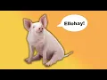 What Is Pig Latin And What Does It Have to Do With Pigs