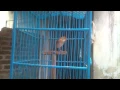 Download Lagu Branjangan Pari / Cici Padi