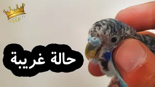 أنثى بادجي بحالة غريبة جداً