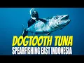 Download Lagu SPEARFISHING \u0026 TRAVEL  DOGTOOTH TUNA INDONESIA