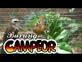 Download Lagu Review Burung Pelanduk Topi Hitam | Calon Burung Primadona