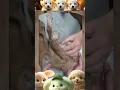 Mangoworm Removal Compilation Rescue Dog Mangoworms Vet Mangoworm Treatment