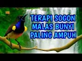 Lagu Terapi sogon malas bunyi‼️ Pancingan penjebol birahi \u0026 emosi