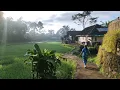 Download Lagu Suasana Pagi Hari Di Desa, Adem Ayem Tentram, Kicauan Burung \u0026 Kokok Ayam Nambah Betah Suasana