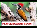Download Lagu PELATUK /PLATUK BAWANG GACOR DURASI PANJANG